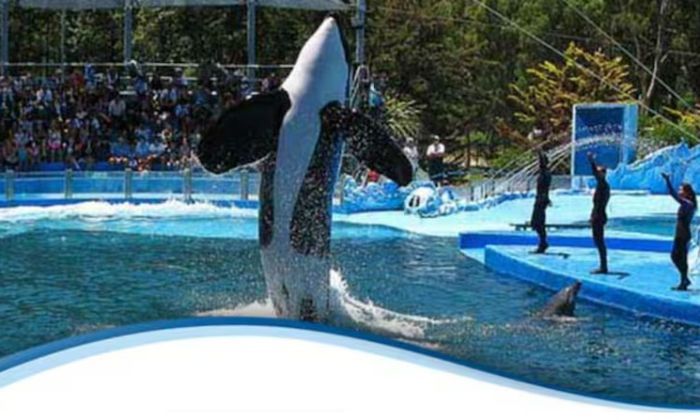 San Clemente - Murió Kshamenk, la orca de Mundo Marino
